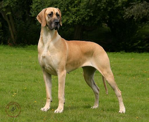 Great Dane 9Y225D-052.JPG